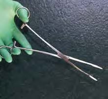 kornzange_nach_maier